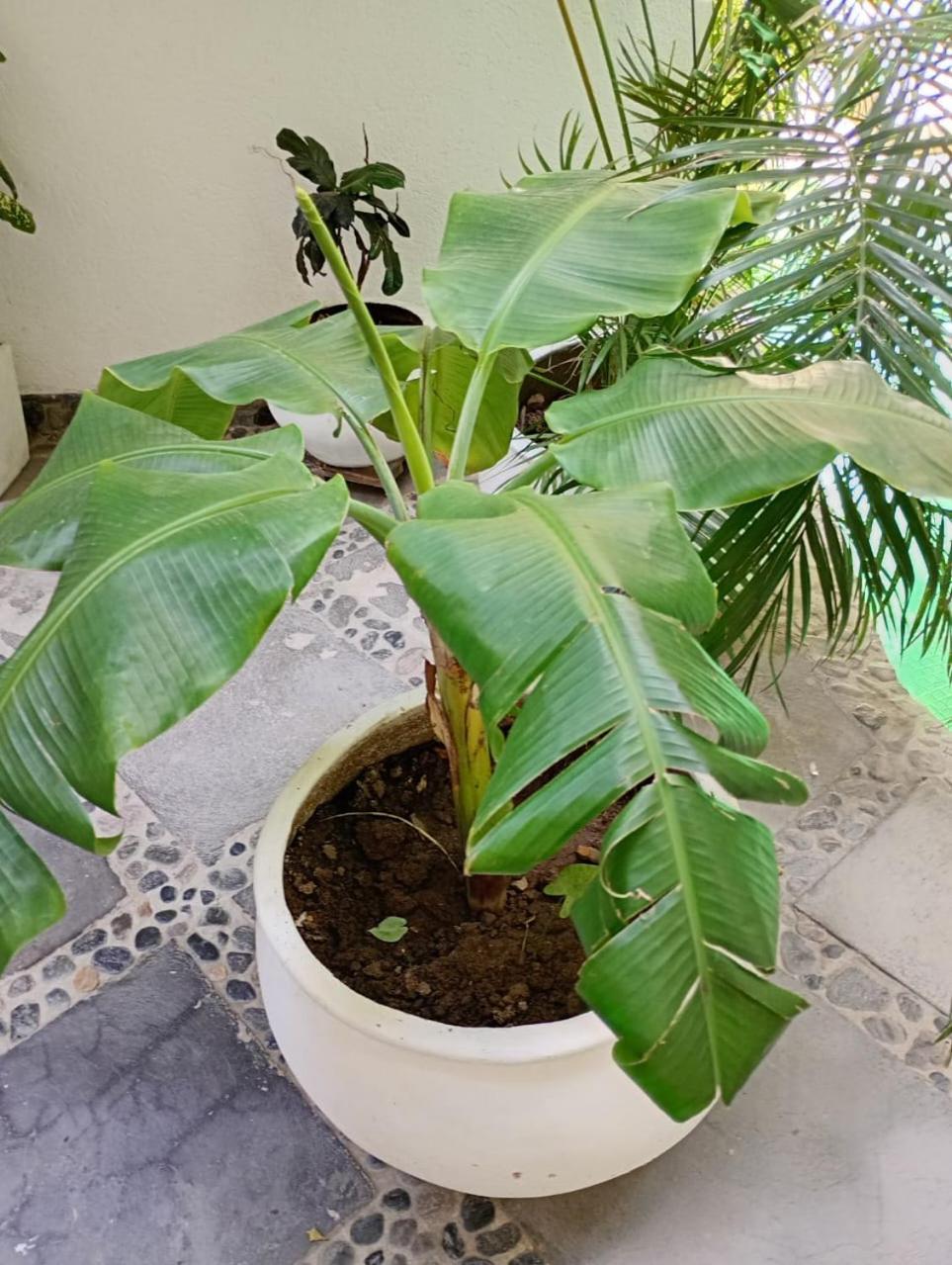 Casa 4* Santa Marta (Magdalena)